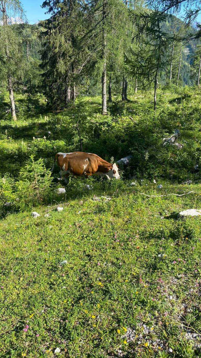 Moosangerlalm / Trattberg – Bild 11 von 16