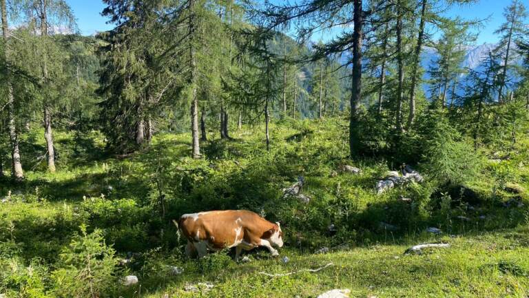 Moosangerlalm / Trattberg – Bild 10 von 16