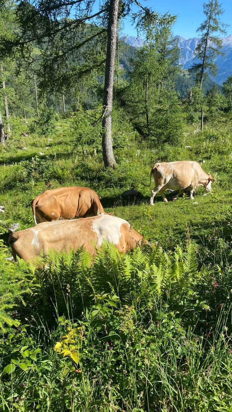 Moosangerlalm / Trattberg – Bild 9 von 16