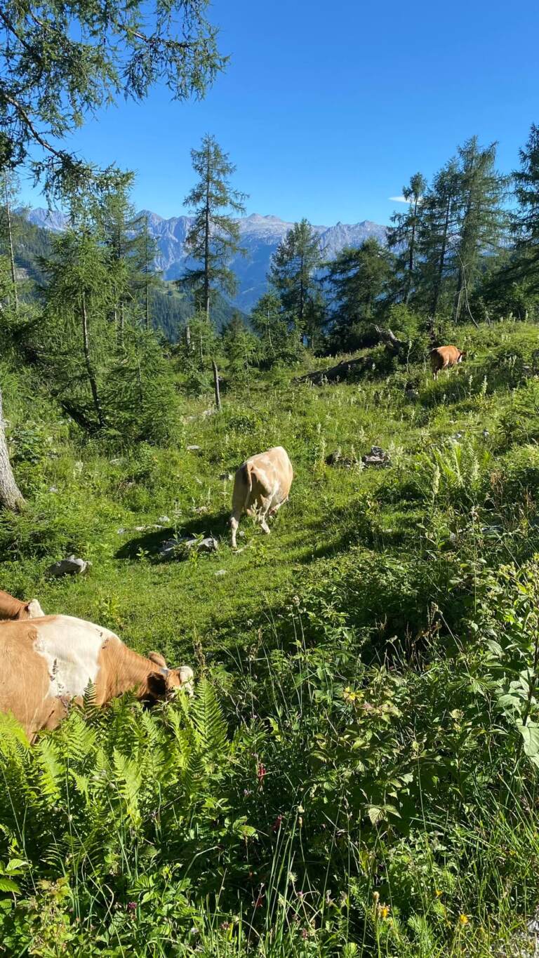 Moosangerlalm / Trattberg – Bild 8 von 16