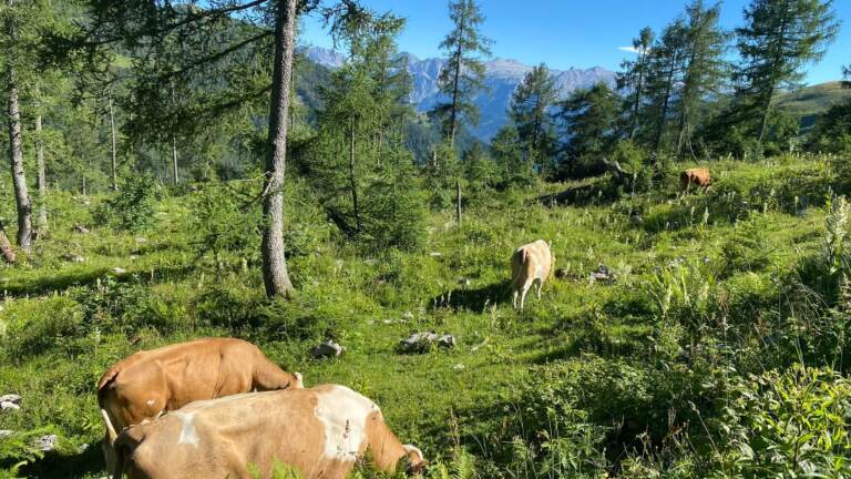 Moosangerlalm / Trattberg – Bild 7 von 16