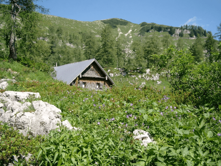 Moosangerlalm / Trattberg – Bild 5 von 16