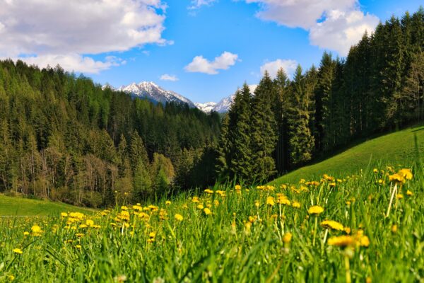Waldwellness & barrierefreie Naturtouren Österreich