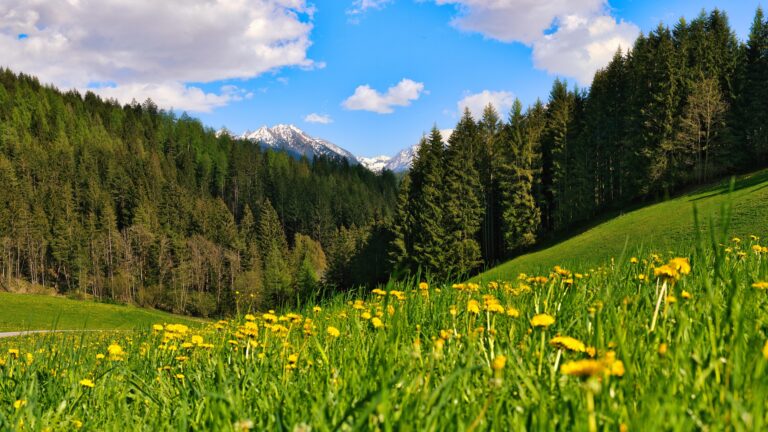 Waldwellness & barrierefreie Naturtouren Österreich