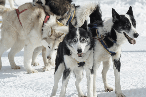 Mit pelzigen Freunden durch den Pulverschnee düsen
