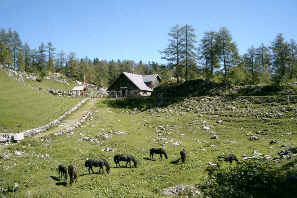 Moosangerlalm & Trattberg – Familientour Salzburger Land