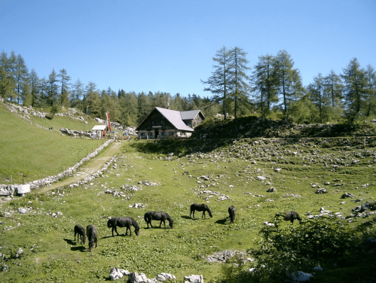 Moosangerlalm & Trattberg – Familientour Salzburger Land