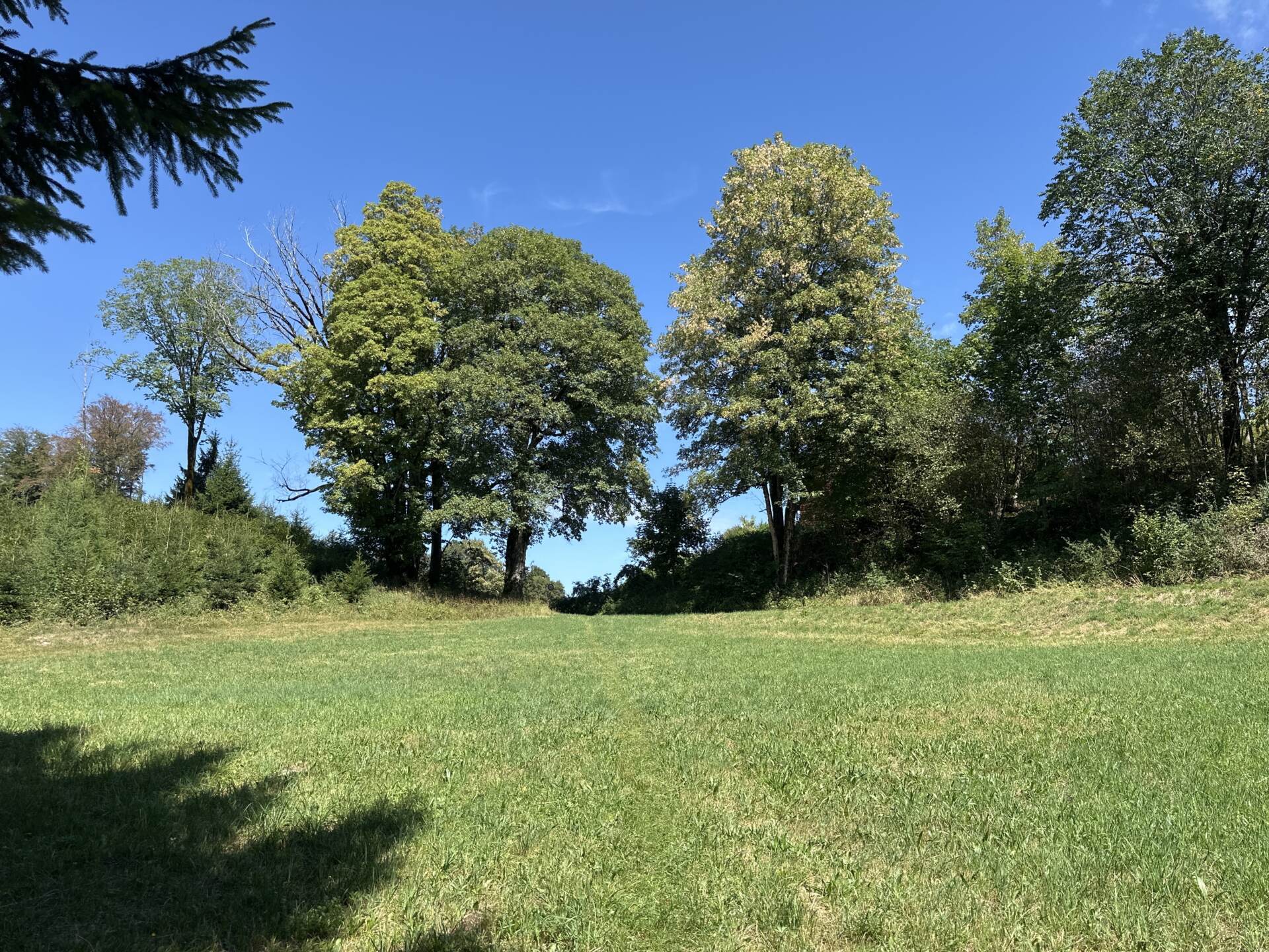 Offene Almwiese mit einzelnen Bäumen unter blauem Himmel