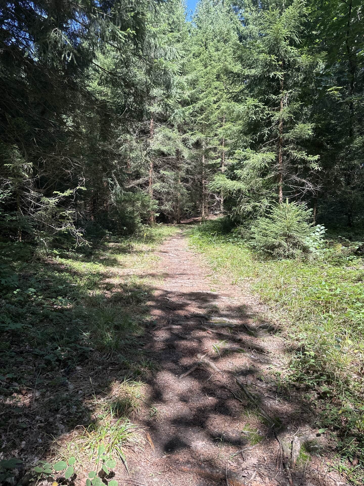 Naturbelassener Waldweg mit Wurzeln am Untersberg