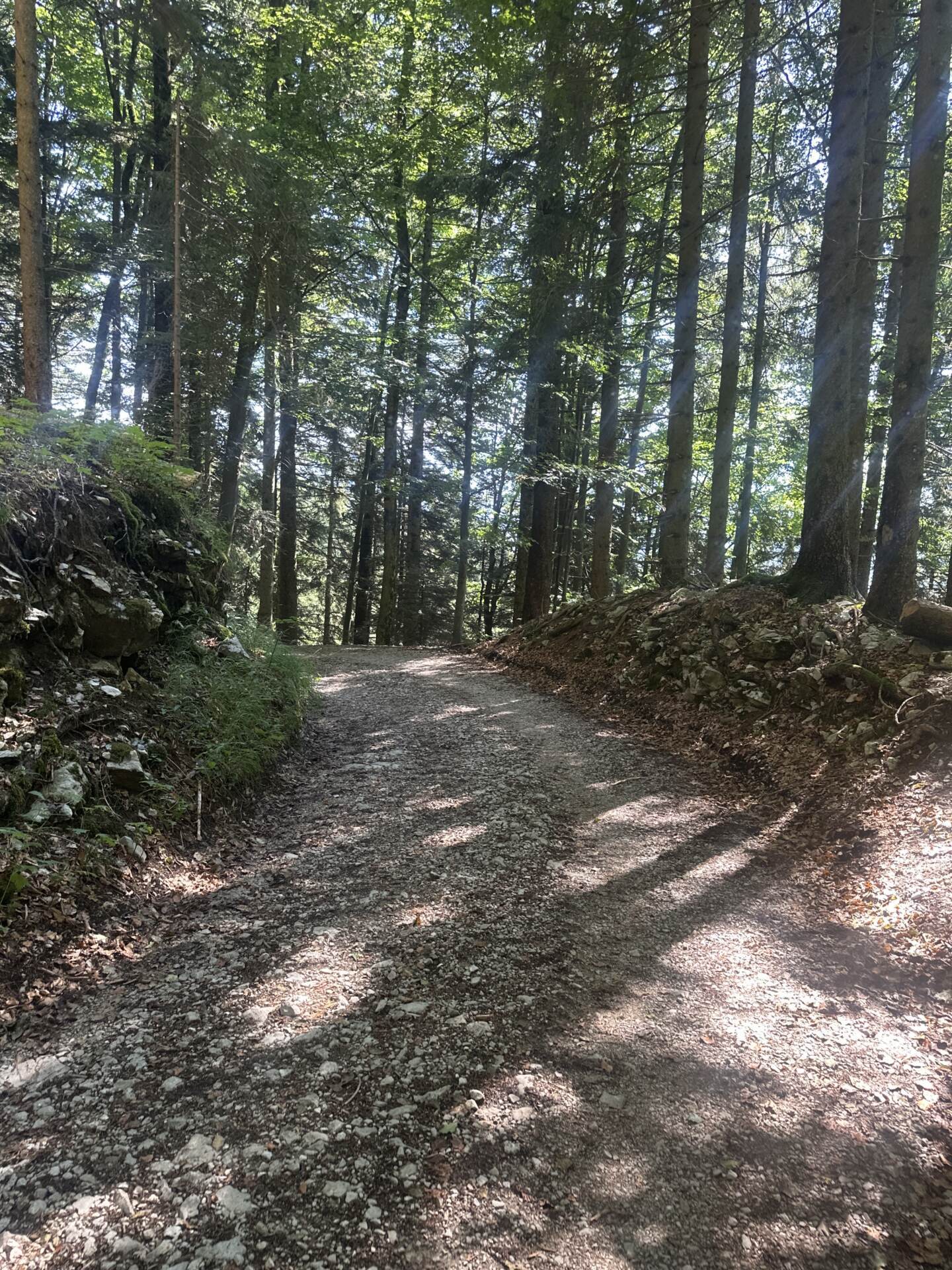 Von Sonnenstrahlen durchzogener Waldweg beim Anstieg zur Alm