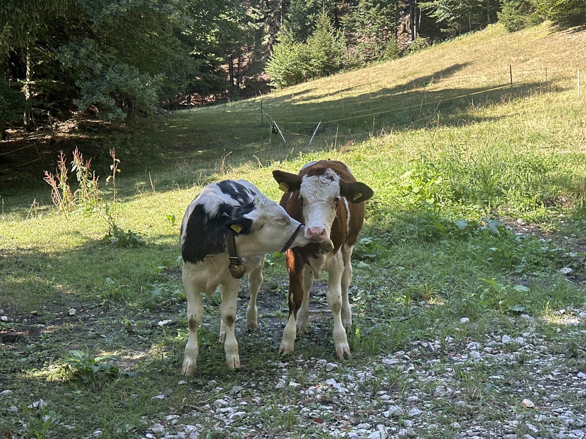 Zwei Kühe auf der Almweide bei der Erentrudisalm am Untersberg