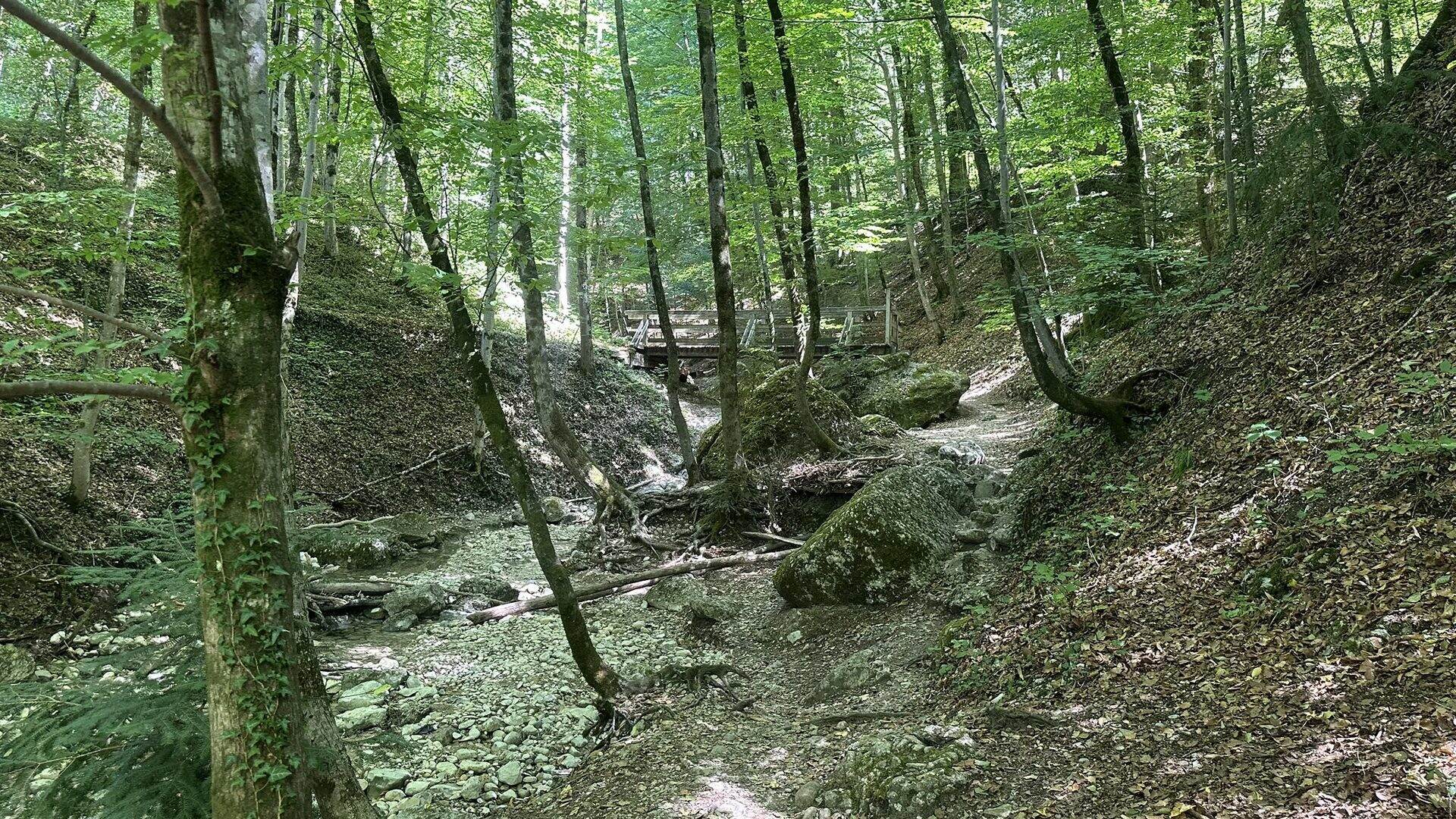 Tief eingeschnittener Bachgraben im Buchenwald des Aigner Parks mit Holzbrücke im Hintergrund