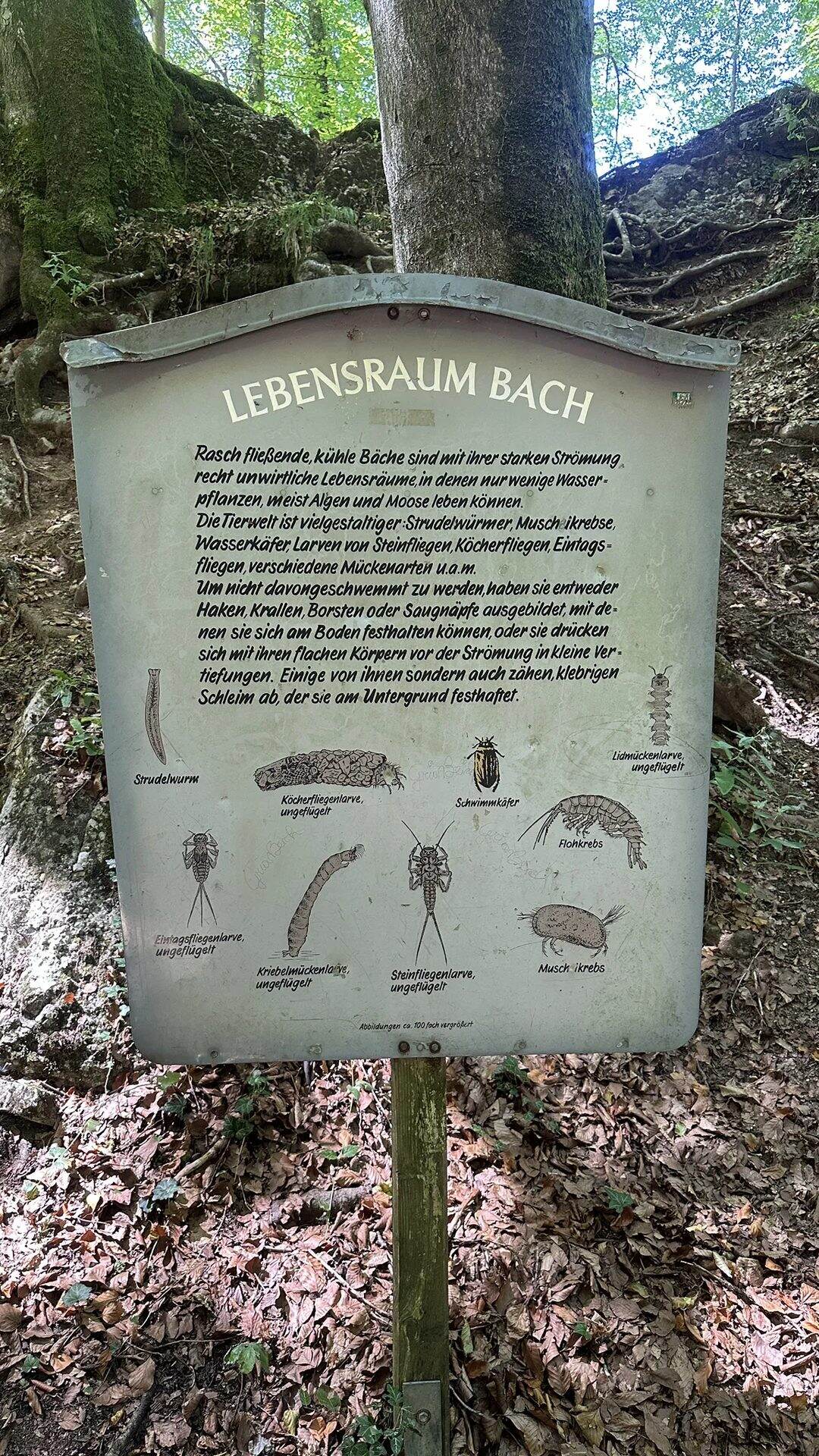 Informationstafel „Lebensraum Bach“ mit Zeichnungen von Bachtieren im Aigner Park