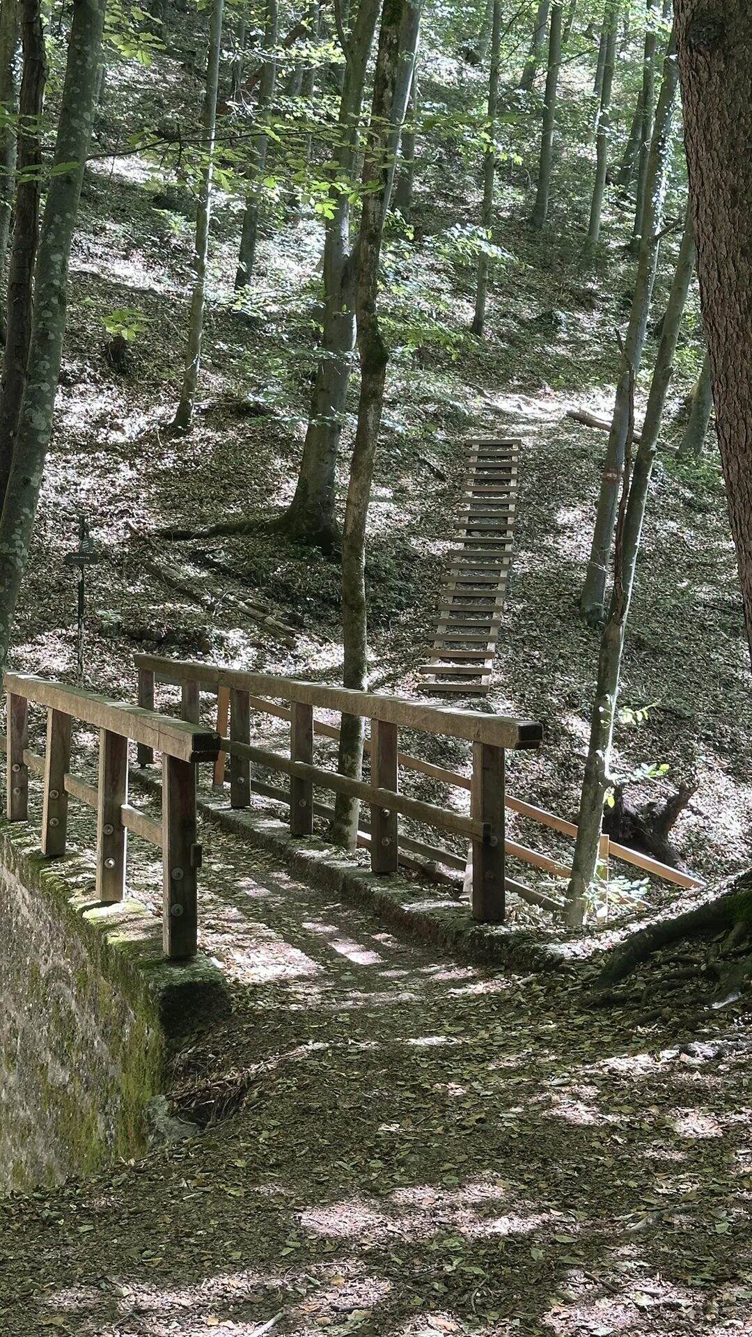 Steg mit Holzgeländer und dahinter eine steile Holztreppe im Waldhang des Aigner Parks
